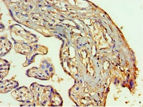 ESET / SETDB1 Antibody (aa1-397)