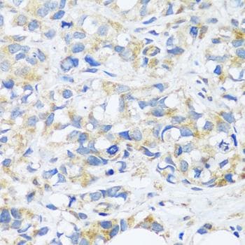 C3orf10 Antibody