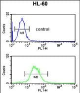 IGHA1 / IgA1 Antibody (aa 290-320, C-Term)