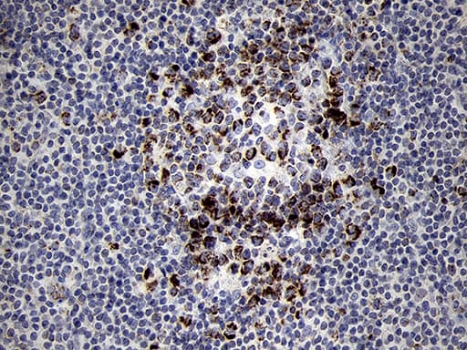 MRPL44 Antibody (clone OTI3H5)