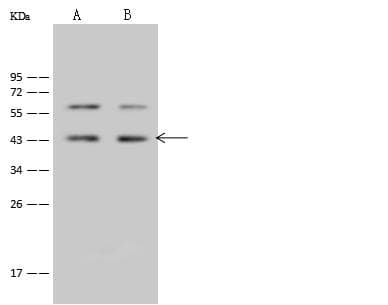 Polyclonal Rabbit anti-Human BRIX1 Antibody (IF, WB)