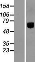 ITFG1 / TIP Protein (Over-Expression Lysate Myc-DDK (Flag))