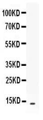 BLC / CXCL13 Antibody
