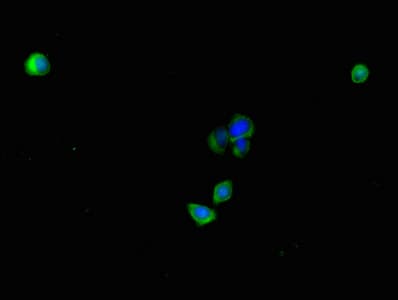 PLAC9 Antibody
