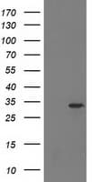 HDHD2 Antibody (clone OTI1A5)