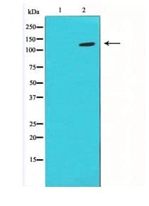 HIF1A / HIF1 Alpha Antibody