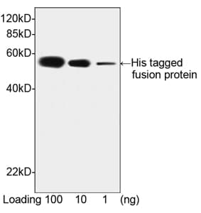 His Tag Antibody (clone 6G2A9)