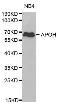 APOH / Apolipoprotein H Antibody