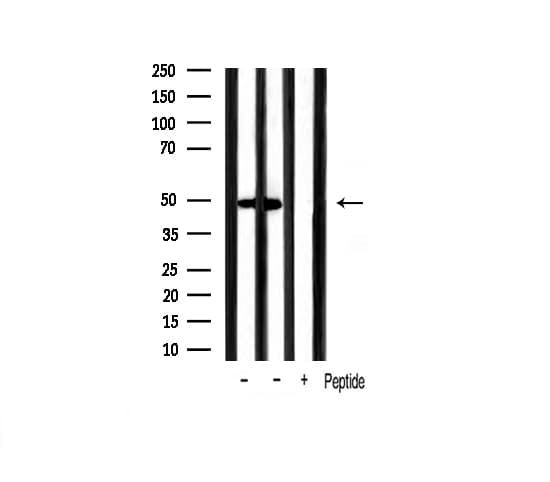 GATA3 Antibody