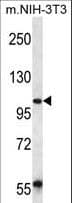 Polyclonal Rabbit anti-Human UBAP2 Antibody (aa144-173, IHC, WB)