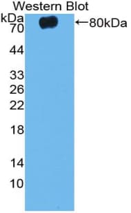 CASP12 / Caspase 12 Antibody (aa1-413)