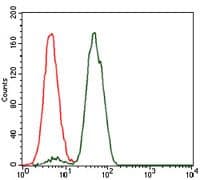 NCK1 / NCK Antibody (clone 5B7)