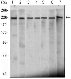 CHD3 Antibody (clone 2G4)