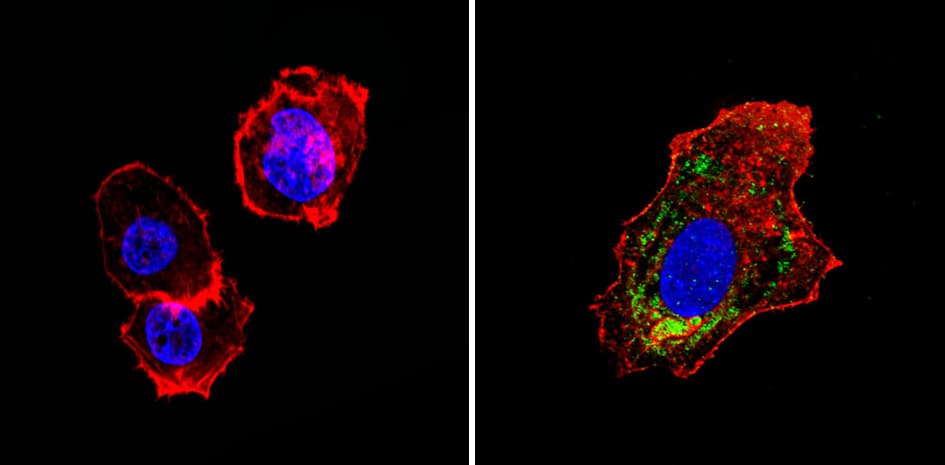 ADRA1A Antibody (3rd intracellular loop)