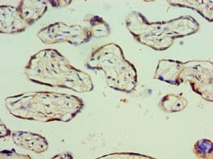 AEBP2 Antibody (aa248-517)