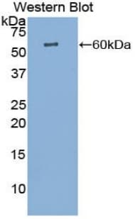 Polyclonal Rabbit anti-Dog CTSK / Cathepsin K Antibody (aa71-319, WB)