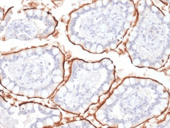 MME / CD10 Antibody (clone MME/1870, Azide-free, BSA-free)