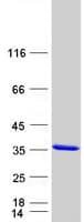 Human KCNIP3 / Dream / Calsenilin Protein (Recombinant Myc-DDK (Flag))