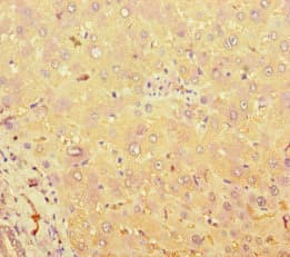 TAS2R38 Antibody