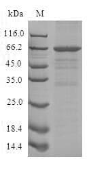 Human SLFN12L Protein (Recombinant 10His, N-terminus + Myc, C-terminus)
