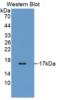 PDIA4 / ERP72 Antibody (aa505-636)