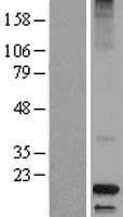 DCD / Dermcidin Protein (Over-Expression Lysate Myc-DDK (Flag))