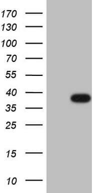 CLOCK Antibody (aa1-285, clone OTI2G10)
