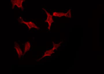 CUL1 / Cullin 1 Antibody
