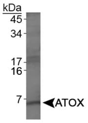 ATOX1 Antibody