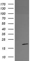 RFESD Antibody (clone OTI2A7, Carrier-free)