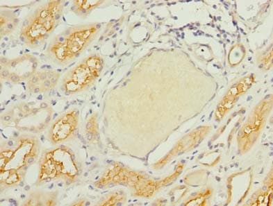 GNG4 Antibody