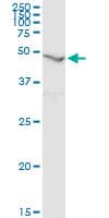 RNH1 Antibody (clone 3F5)