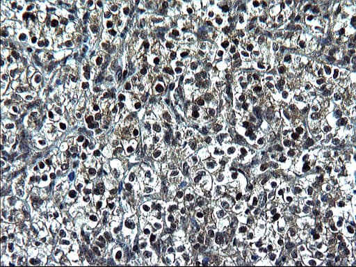 ZFAND3 / TEX27 Antibody (clone OTI1C5)