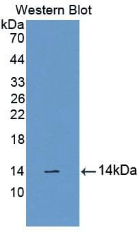 CUBN / Cubilin Antibody (aa3511-3623)