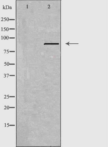 APLP2 Antibody