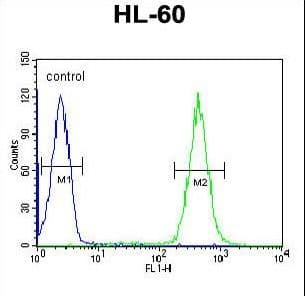Polyclonal Rabbit anti-Human APOBEC2 Antibody (aa19-48, IHC, WB)