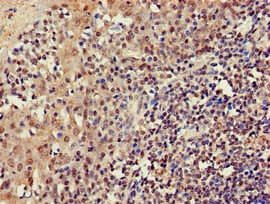 Polyclonal Rabbit anti-Human GUCD1 Antibody (IHC, IF, WB)