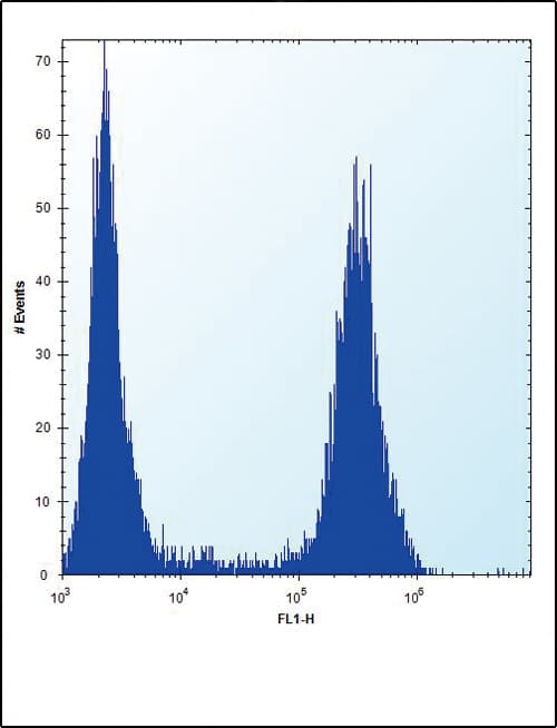 FGFR2 / FGF Receptor 2 Antibody
