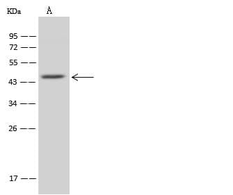 MRPL37 Antibody