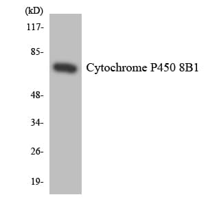 IHC-plus™ CYP8B1 Antibody (aa357-406)