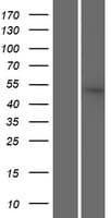 SRP54 Protein (Over-Expression Lysate Myc-DDK (Flag))