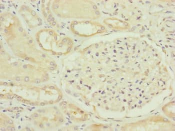 FAM96B Antibody