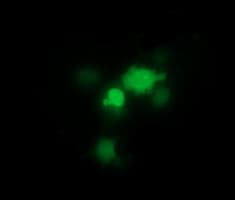 THUMPD1 Antibody (clone OTI1H6)