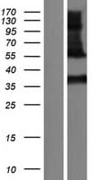 KLK11 / Kallikrein 11 Protein (Over-Expression Lysate Myc-DDK (Flag))