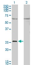 GAP43 Antibody (clone 3C11)