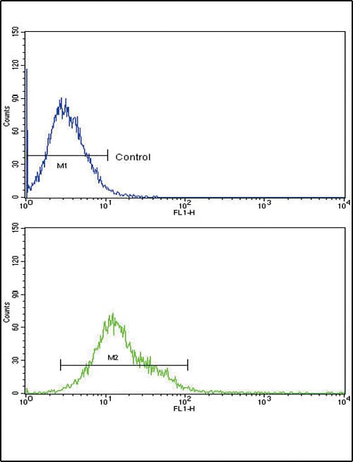Polyclonal Rabbit anti-Human CYP8B1 Antibody (aa471-501, IHC, WB)
