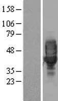 LRRC25 Protein (Over-Expression Lysate Myc-DDK (Flag))