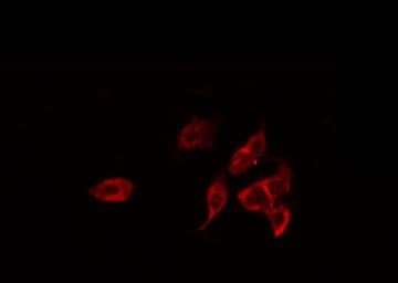 PRAF2 Antibody