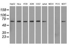 SNX9 / WISP Antibody (clone OTI2A6)