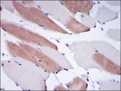 LMNA / Lamin A+C Antibody (clone 4E7)